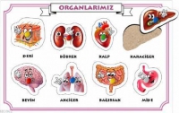 İ Organlarımız